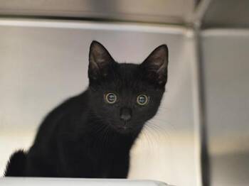 Farro -  Domestic Short Hair Cat for Adoption in Portland, Oregon - Farro | PetCurious
