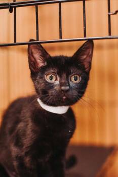94157a Pigeon -  Domestic Short Hair Cat for Adoption in North Charleston, South Carolina - 94157a Pigeon | PetCurious