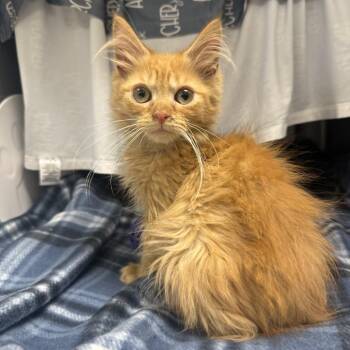 Domestic Medium Hair Cats Available for Adoption in East St. Louis, Illinois - Cormac-C | PetCurious