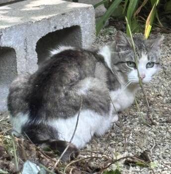 Ellie -  Domestic Short Hair Cat for Adoption in Hudson, New York - Ellie | PetCurious
