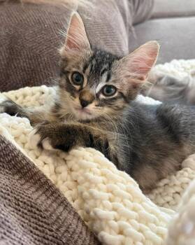 Taurus Zodiac -  Tabby and Domestic Medium Hair Cat for Adoption in Chandler, Arizona - Taurus Zodiac | PetCurious