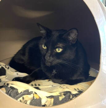 Rescue Domestic Short Hair Cats for Adoption in Seal Beach, California - Charcoal | PetCurious