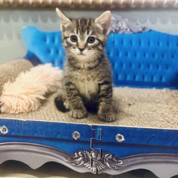 Domestic Short Hair Cats Available for Adoption in Las Vegas, Nevada - Haley | PetCurious