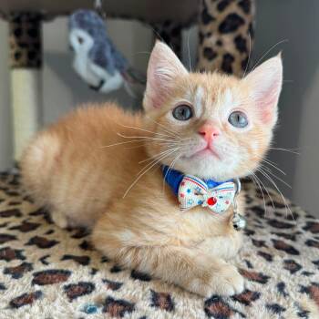 Eddie -  Domestic Short Hair Cat Available for Adoption in Caldwell, Texas - Eddie | PetCurious