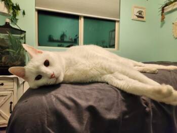 Domestic Long Hair Cats Available for Adoption - MILU | PetCurious