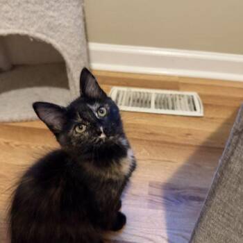 FIFA -  Domestic Short Hair Cat for Adoption in Toms River, New Jersey - FIFA | PetCurious