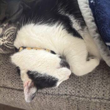 Domestic Short Hair Cats Available for Adoption - Brody | PetCurious