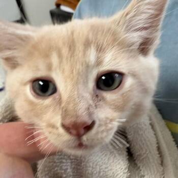 Lunchbox -  Domestic Short Hair Cat for Adoption in Taos, New Mexico - Lunchbox | PetCurious