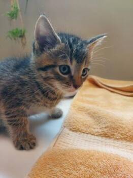 JJ -  Domestic Short Hair Cat for Adoption in Fishers, Indiana - JJ | PetCurious