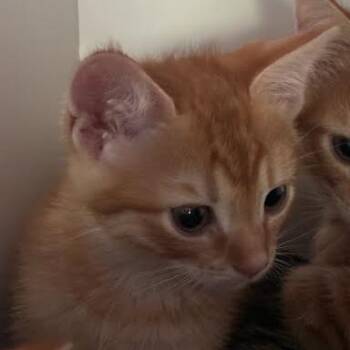 Domestic Short Hair Cats Available for Adoption in Jeffersonville, Indiana - Rizzo | PetCurious