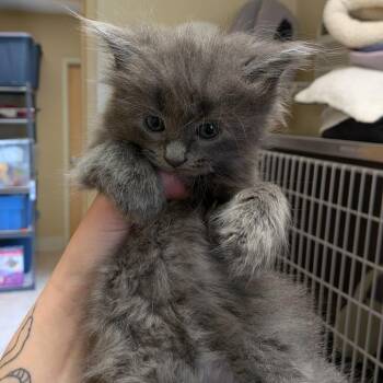 MistFeather -  Domestic Long Hair Cat for Adoption in Toledo, Ohio - MistFeather | PetCurious