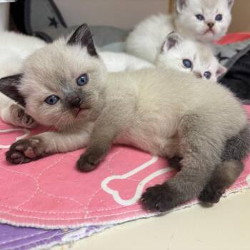 Scottish Fold Cats Available for Adoption in Hinesville, Georgia - Tassel | PetCurious