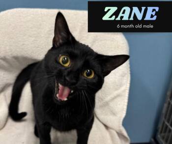 Rescue Domestic Short Hair Cats for Adoption in Roachdale, Indiana - Zane | PetCurious