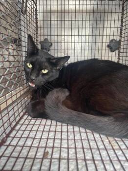 Maci -  Domestic Short Hair Cat Available for Adoption in New Braunfels, Texas - Maci | PetCurious