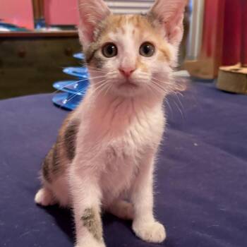 Delilah -  Domestic Short Hair Cat for Adoption in Buffalo, Minnesota - Delilah | PetCurious