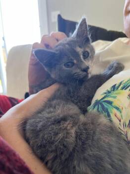 Kalin -  Domestic Short Hair Cat Available for Adoption in Evansville, Indiana - Kalin | PetCurious
