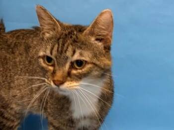 Quilligan Quail -  Domestic Short Hair Cat for Adoption in Golden Valley, Minnesota - Quilligan Quail | PetCurious