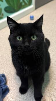 Rescue Domestic Short Hair Cats for Adoption in Harbor Springs, Michigan - Florence | PetCurious