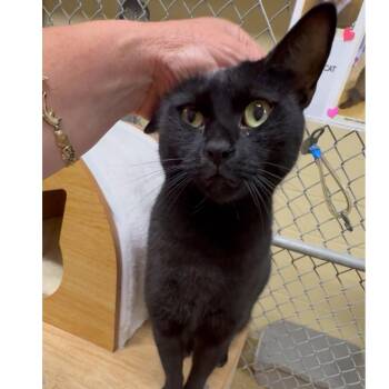 Rescue Domestic Short Hair Cats for Adoption in North Kingstown, Rhode Island - Mochi | PetCurious