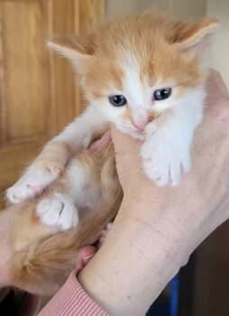Fynn -  Domestic Medium Hair Cat for Adoption in Adrian, Michigan - Fynn | PetCurious