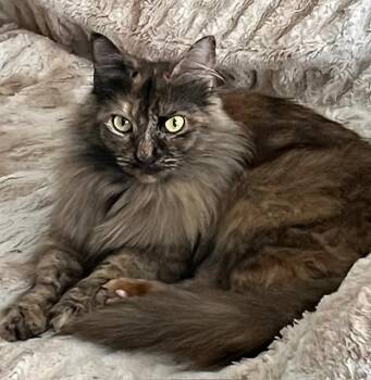 Rescue Domestic Long Hair and Siamese Cats for Adoption in Los Angeles, California - Ginger (RR) | PetCurious