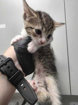 Joliet -  Domestic Short Hair Cat for Adoption in Sevierville, Tennessee - Joliet | PetCurious