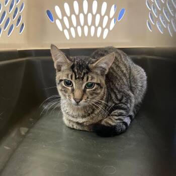 Peter Parker -  Domestic Short Hair Cat for Adoption in Galveston, Texas - Peter Parker | PetCurious