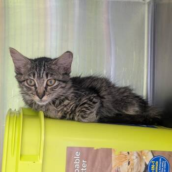 Holiday Inn -  Domestic Medium Hair Cat for Adoption in Ottawa, Kansas - Holiday Inn | PetCurious