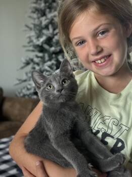 Mr. Peppers -  Domestic Short Hair and Russian Blue Cat for Adoption in Cincinnati, Ohio - Mr. Peppers | PetCurious