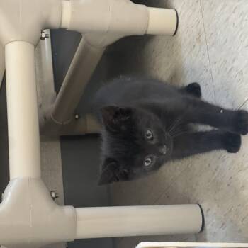 Oz -  Domestic Short Hair Cat for Adoption in Salem, New Hampshire - Oz | PetCurious