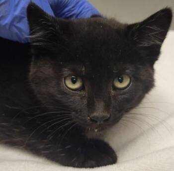 Purr-severance -  Domestic Short Hair Cat for Adoption in Eugene, Oregon - Purr-severance | PetCurious