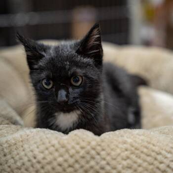 Toothless -  Domestic Short Hair Cat Available for Adoption in Gainesville, Georgia - Toothless | PetCurious