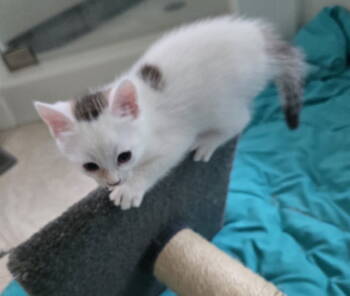 Rescue Domestic Short Hair Cats for Adoption in Buford, Georgia - Hyacinth | PetCurious