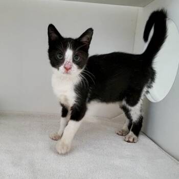 Barry -  Domestic Short Hair and Domestic Medium Hair Cat for Adoption in Greensboro, North Carolina - Barry | PetCurious