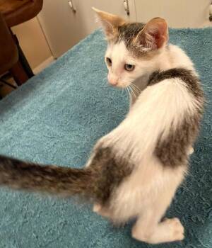 Bunny Benito -  Domestic Short Hair Cat for Adoption in Waxahachie, Texas - Bunny Benito | PetCurious