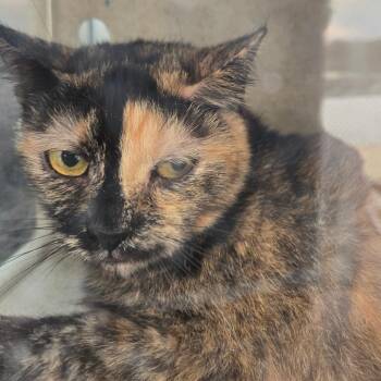 Blackwell -  Domestic Short Hair Cat for Adoption in Philadelphia, Pennsylvania - Blackwell | PetCurious