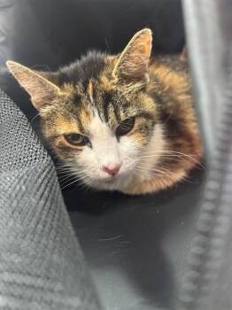 PATIENCE -  Domestic Short Hair Cat for Adoption in Louisville, Kentucky - PATIENCE | PetCurious