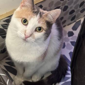 Rescue Domestic Short Hair Cats for Adoption in Ridgefield, Connecticut - Mama | PetCurious