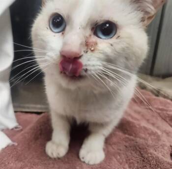 FLO -  Domestic Short Hair Cat for Adoption in Pueblo, Colorado - FLO | PetCurious