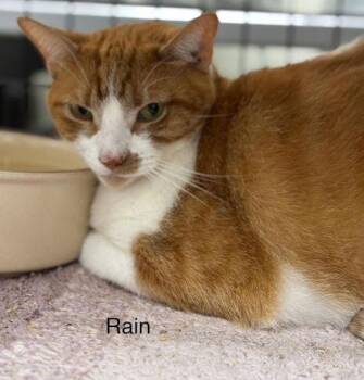 American Shorthair Cats Available for Adoption - Rain | PetCurious