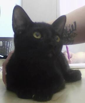Severus -  Domestic Short Hair Cat for Adoption in Dayton, Minnesota - Severus | PetCurious