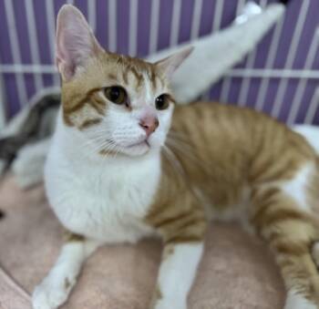 Rescue Domestic Short Hair Cats for Adoption in Morton Grove, Illinois - Chuck | PetCurious