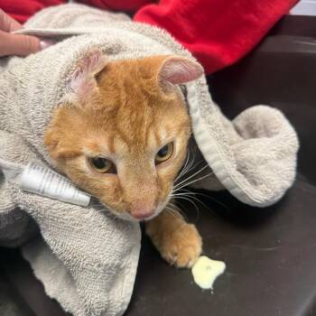 Domestic Short Hair Cats Available for Adoption in West Olive, Michigan - Melon (Barn Cat) | PetCurious