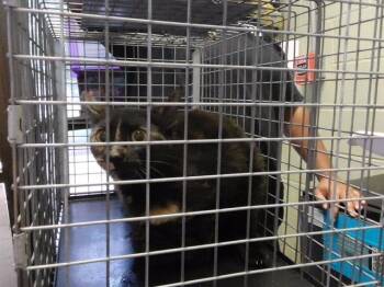 YIN -  Domestic Short Hair Cat for Adoption in Tulsa, Oklahoma - YIN | PetCurious