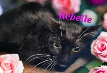 Domestic Short Hair Cats Available for Adoption in Jim Thorpe, Pennsylvania - Rebelle | PetCurious
