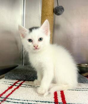 Domestic Short Hair Cats Available for Adoption in Murray, Kentucky - Jungle | PetCurious