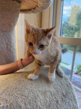 Coleman -  Domestic Short Hair Cat for Adoption in Camp Hill, Pennsylvania - Coleman | PetCurious