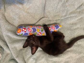 Birdie -  Domestic Short Hair Cat for Adoption in Fort Worth, Texas - Birdie | PetCurious