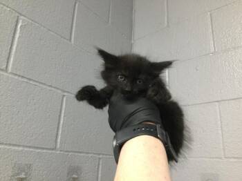 DUKE -  Domestic Medium Hair Cat for Adoption in Thousand Palms, California - DUKE | PetCurious