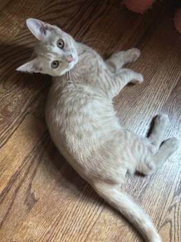 Leo JRy -  Domestic Short Hair Cat for Adoption in Greenville, South Carolina - Leo JRy | PetCurious